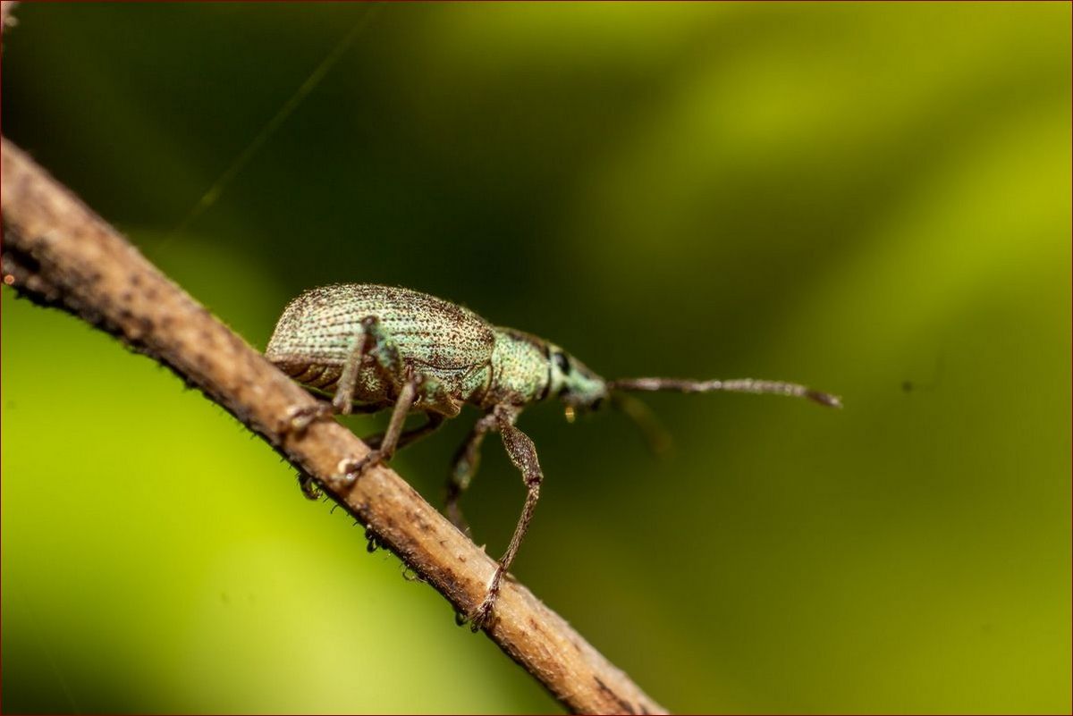 Biały robak w domu? Poznaj przyczyny i skuteczne sposoby pozbycia się go raz na zawsze!