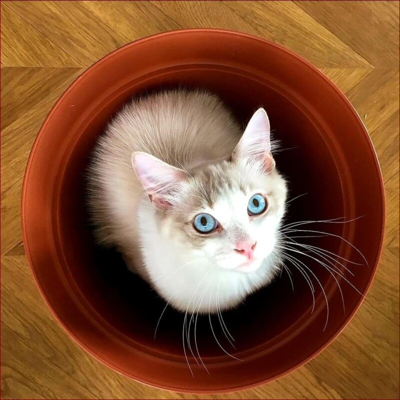 Biegunka u kota: Jak rozpoznać przyczyny i skutecznie ją leczyć?