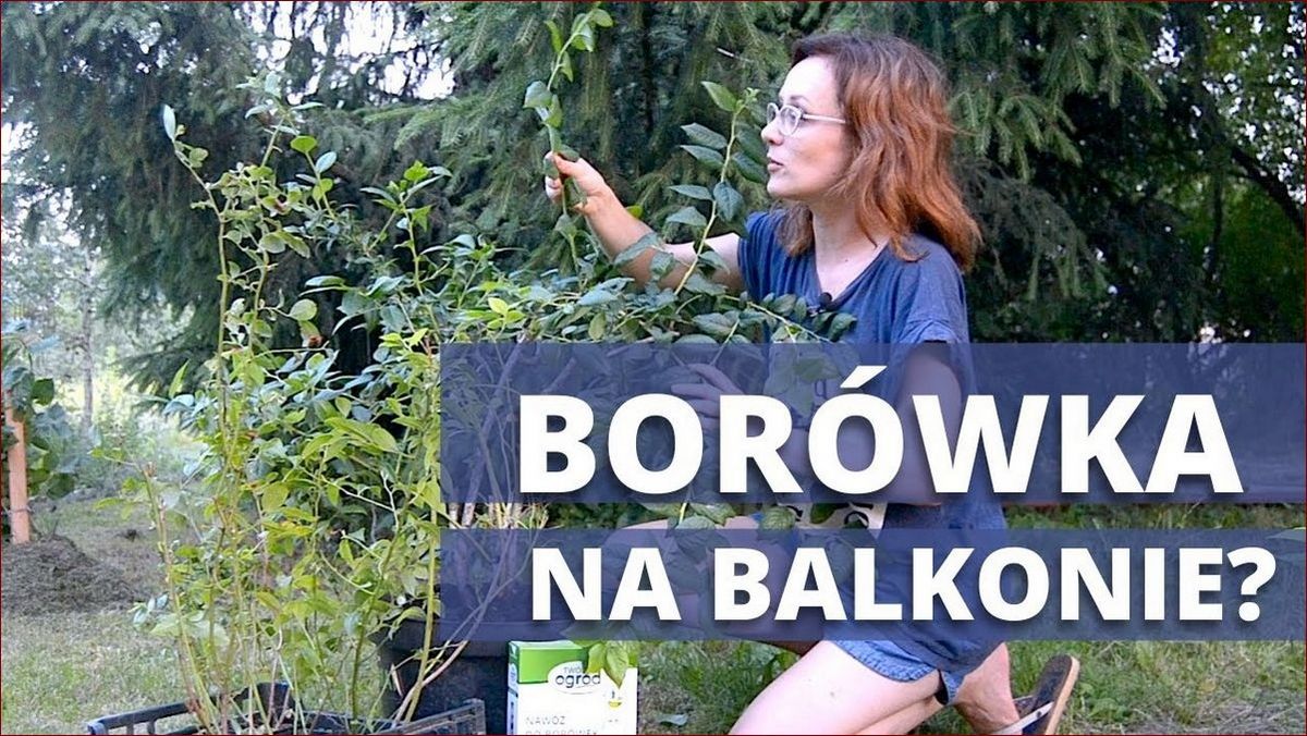 Borówka na balkonie - przepis na owocne zbiory w miejskiej dżungli!