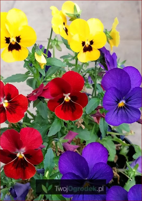 Bratki odporne na mróz? Niezawodne kwiaty na mroźną zimę i przedwiośnie