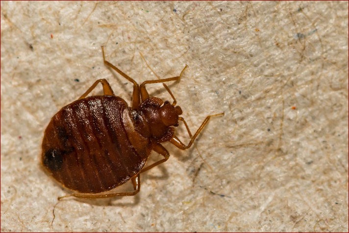Brązowe larwy w domu? Jak się ich pozbyć raz na zawsze i zapobiec powrotowi