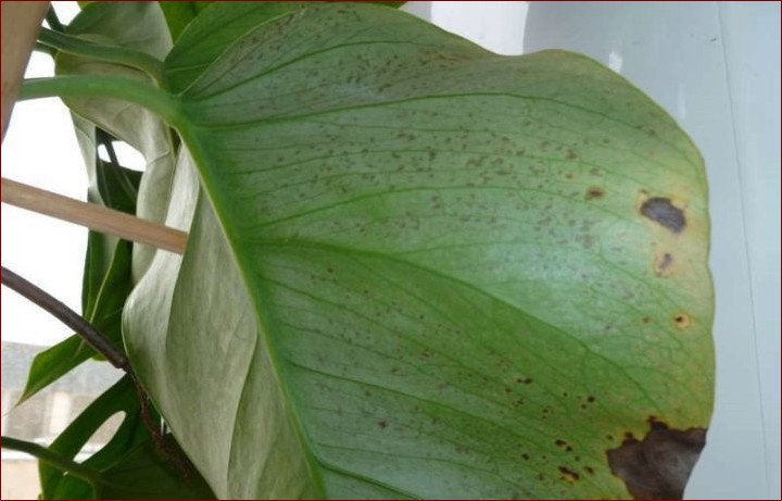 Brązowe plamy na liściach monstery: Kompleksowy przewodnik, jak je leczyć i zapobiegać