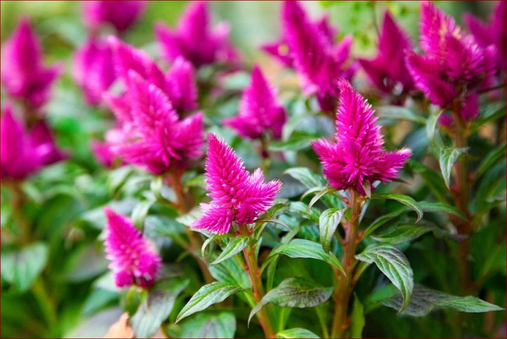 Celozja w domu: Naturalna ozdoba oczyszczająca powietrze i krzewiąca energię