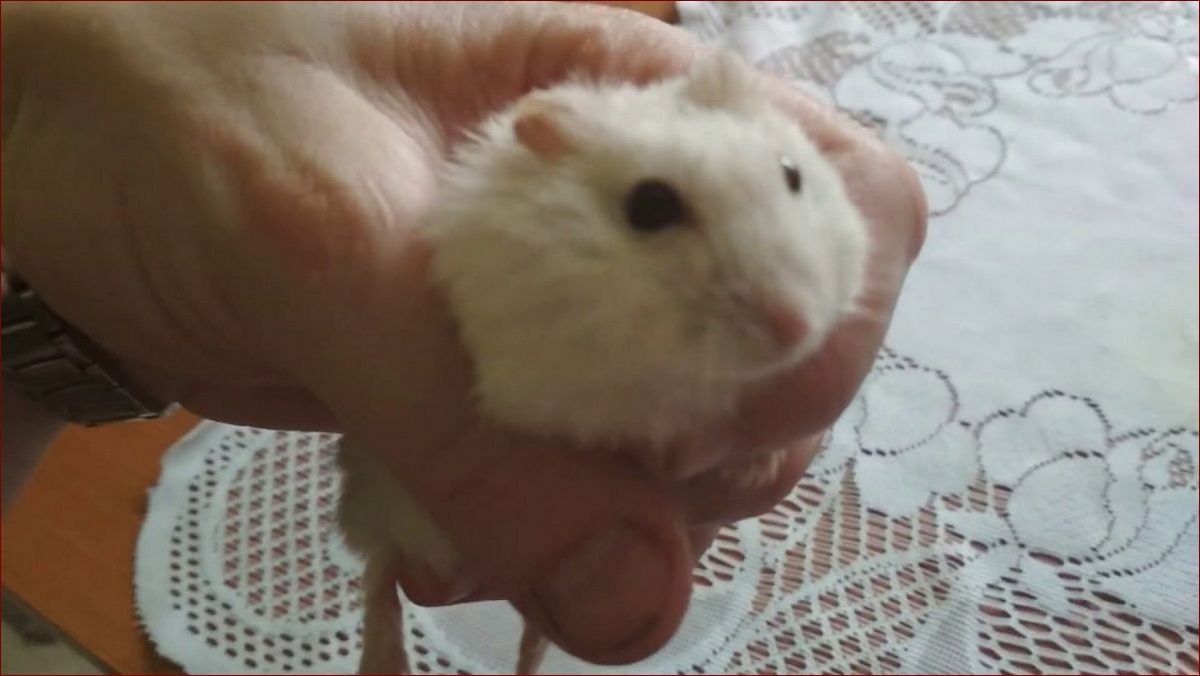 Chomik dżungarski biały - niezwykły towarzysz, który sprawi, że Twój dom rozbłyśnie