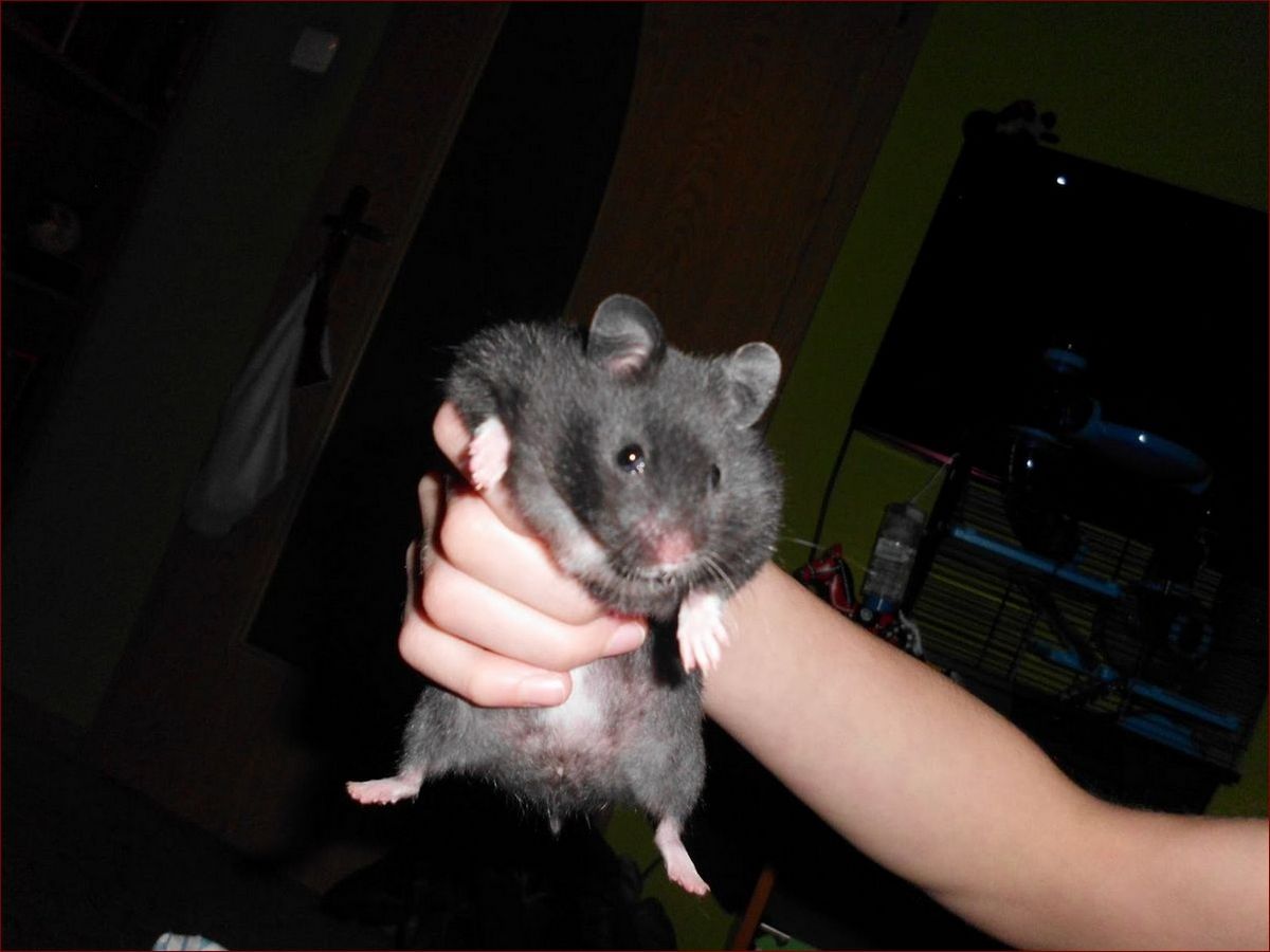 Chomik syryjski czarny - Tajemniczy cud natury w Twoim domu