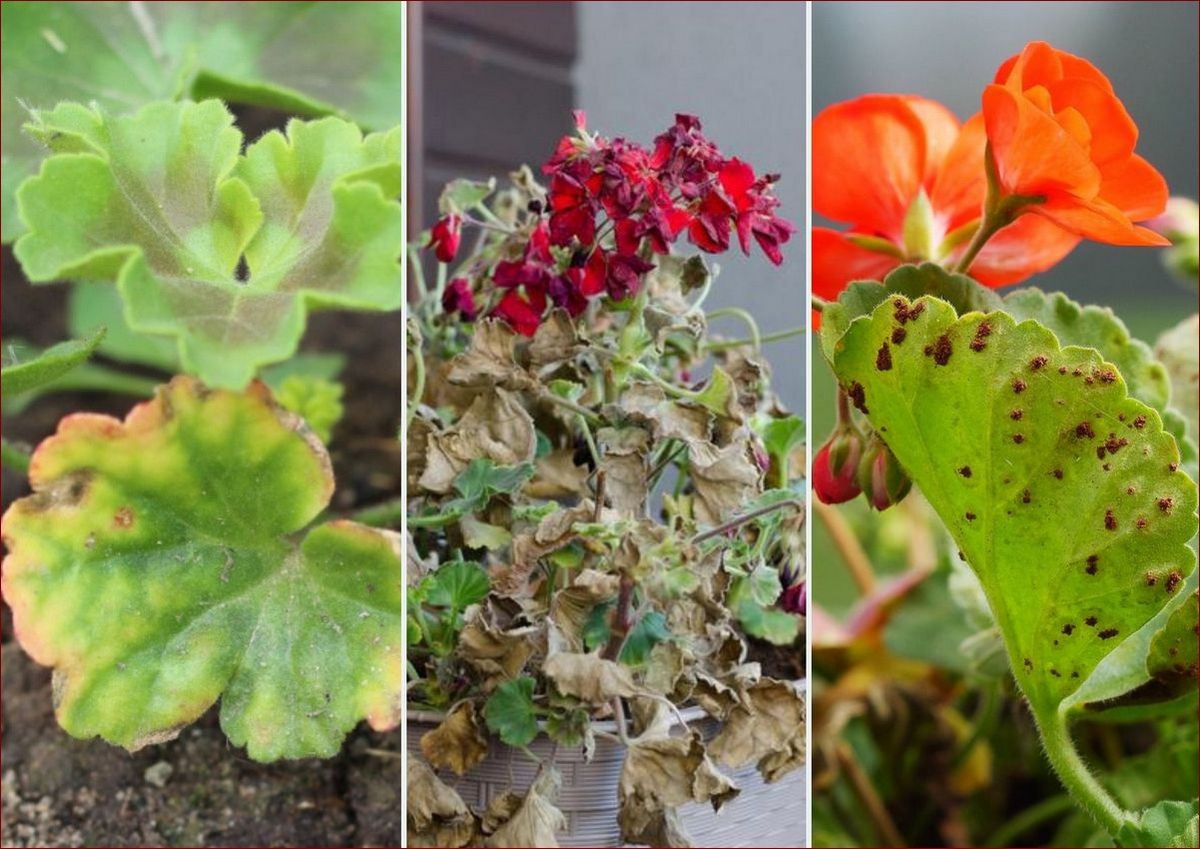 Choroby pelargonii zdjęcia - niezbędnik dla hodowców tych pięknych kwiatów