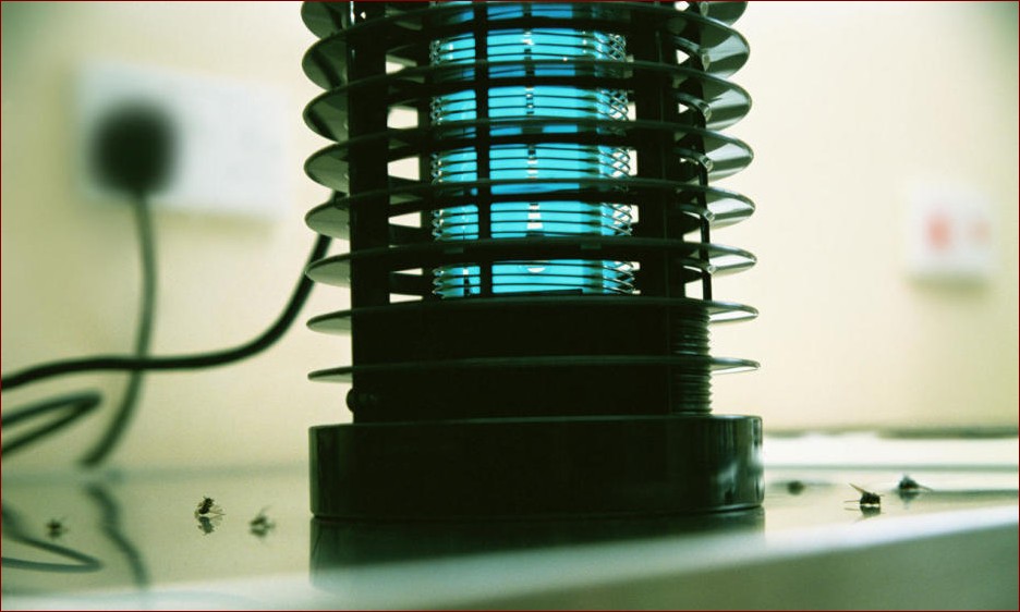Chrabaszcz w domu - Jak pozbyć się natrętnych owadów raz na zawsze?