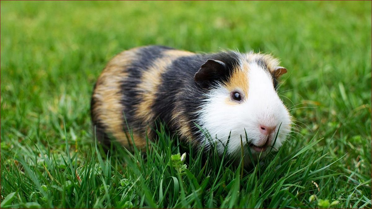 Co jedzą świnki morskie? Sekretny przepis na 5 lat radości Twojego pupila!