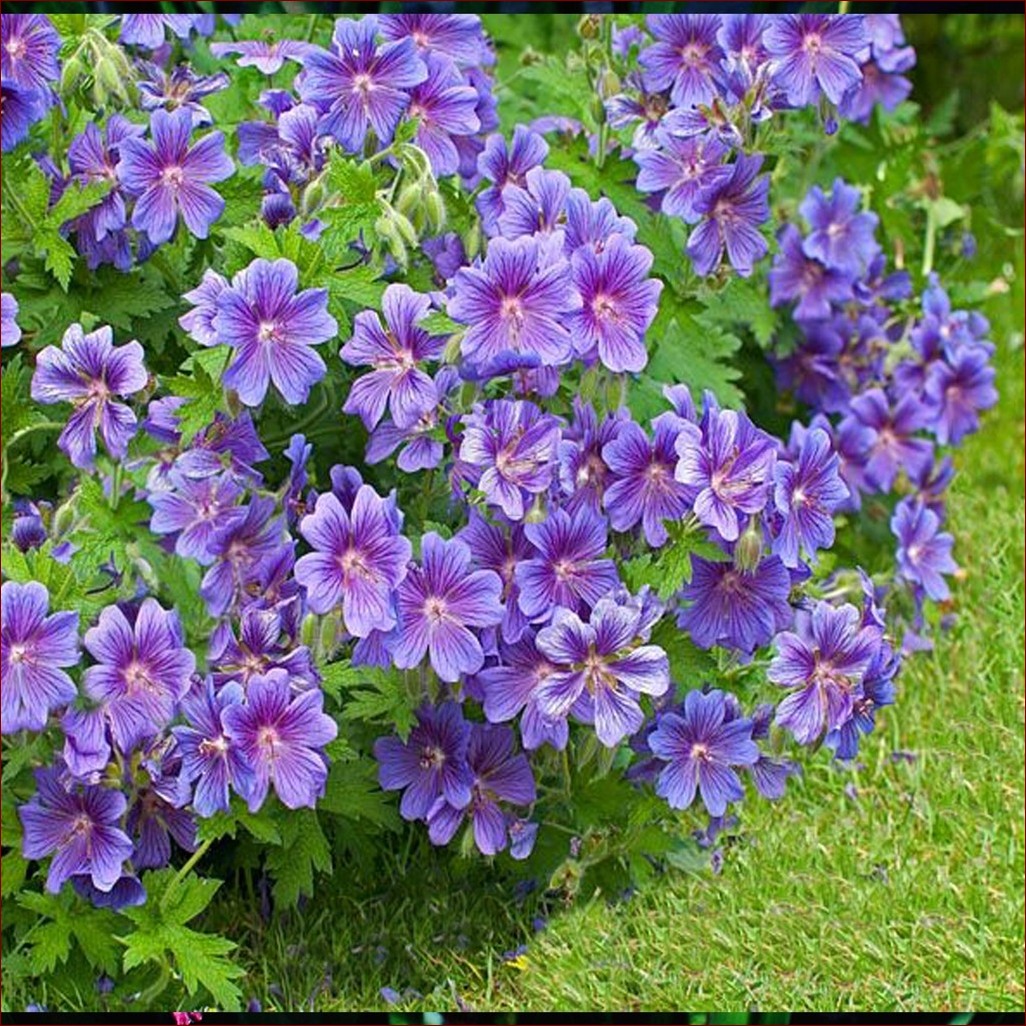 Co kwitnie na fioletowo? Odkryj królewskie piękno fioletowych kwiatów