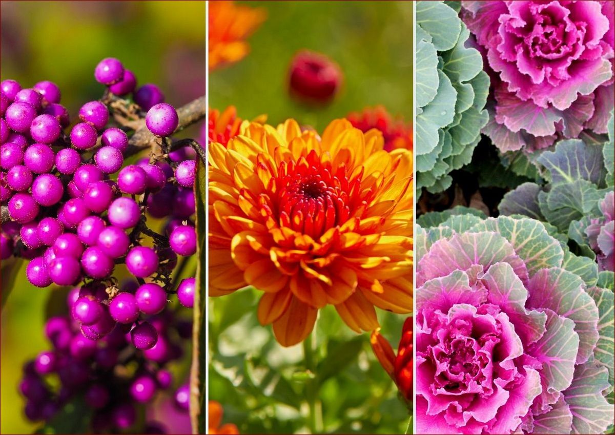 Co kwitnie w kwietniu? Odkryj piękno wiosennych kwiatów w ogrodzie i na łąkach