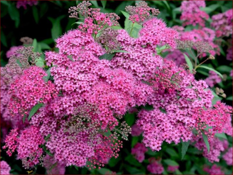 Co kwitnie w lipcu? Odkryj piękne kwiaty ogrodowe i dzikie rośliny