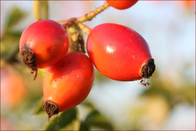 Co można zrobić z dzikiej róży? Odkryj niesamowite zastosowania tej cudownej rośliny