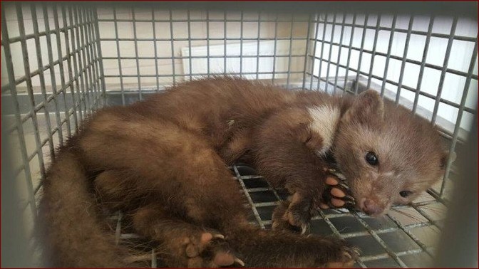 Co na kunę? Niesamowity sekret zwinnych łowców!