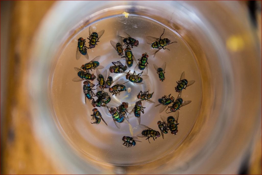 Co odstrasza muchy - naturalne odpędzacze i skuteczne pułapki na natrętne insekty