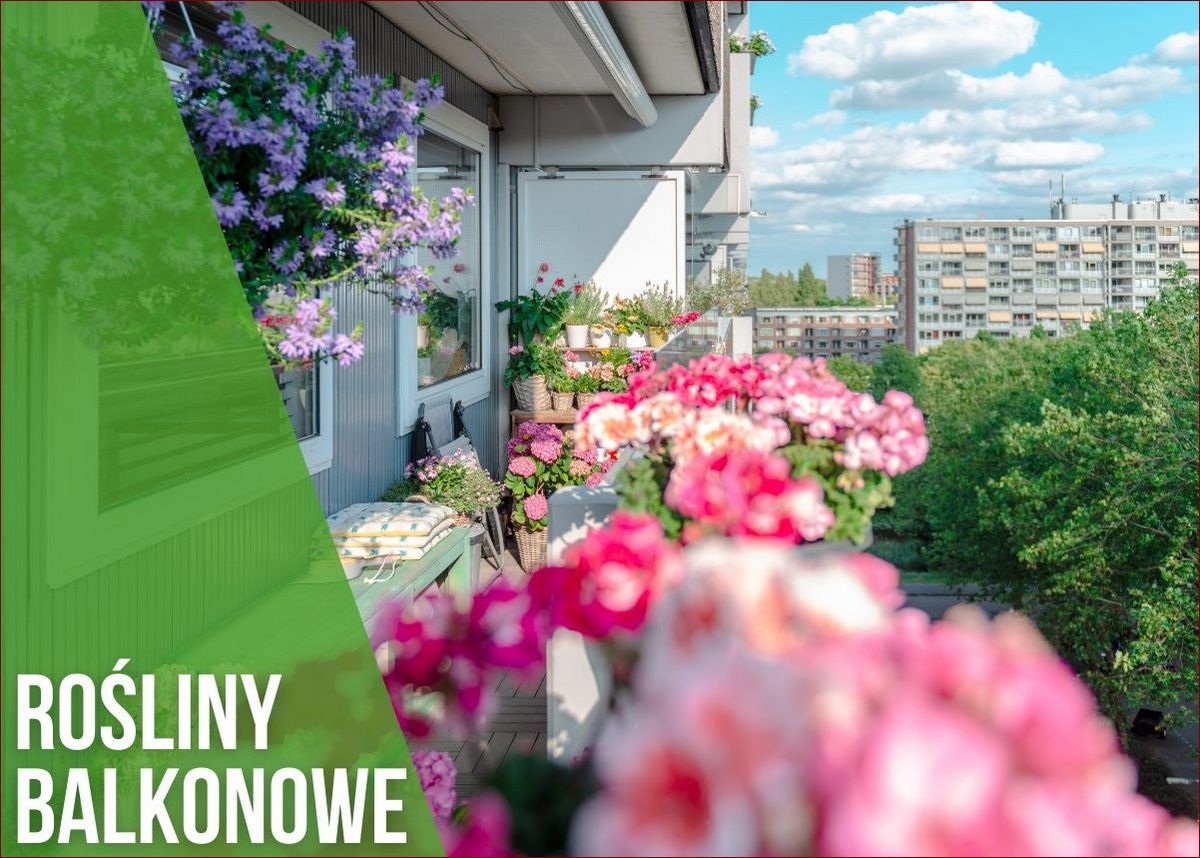 Co sadzić na balkonie? Praktyczny poradnik i inspiracje dla miłośników miejskiego ogrodnictwa