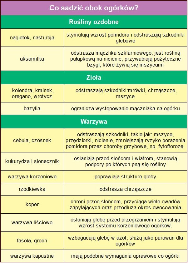Co sadzić obok ogórka? Poznaj najlepsze rośliny towarzyszące dla bogatych plonów