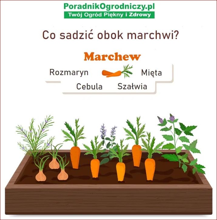 Co siac obok marchwi? Niezwykłe rośliny towarzyszące dla lepszych plonów