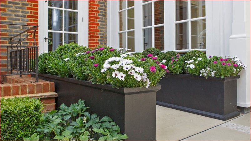 Co w donice przed dom? Odkryj atrakcyjne rozwiązania na piękną aranżację wejścia!