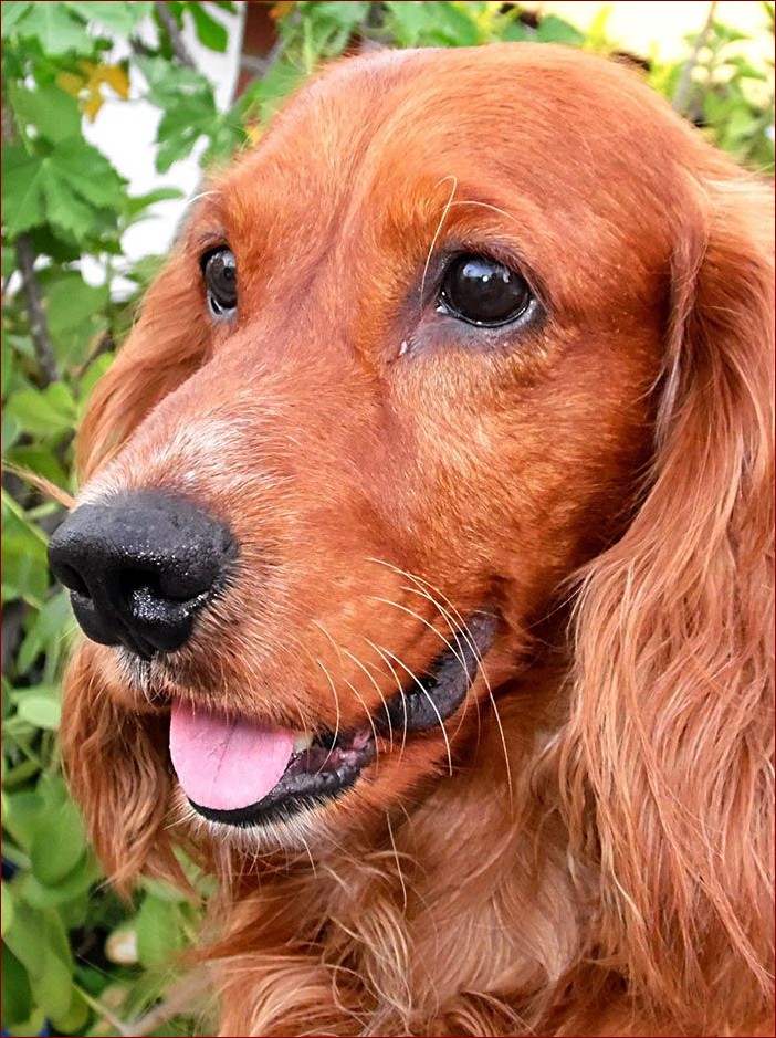 Cocker spaniel angielski - niezrównany towarzysz pełen uroku i energii