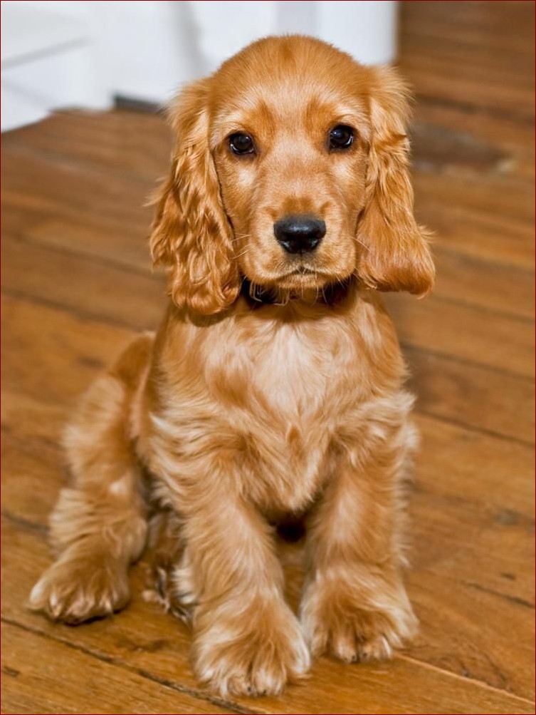 Cocker spaniel: sierść czy włosy? Poznaj prawdę o okrywie tej uroczej rasy!