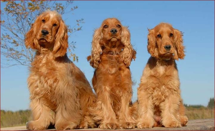 Cocker spaniel szczeniak - Przewodnik dla przyszłych opiekunów tej pełnej energii rasy