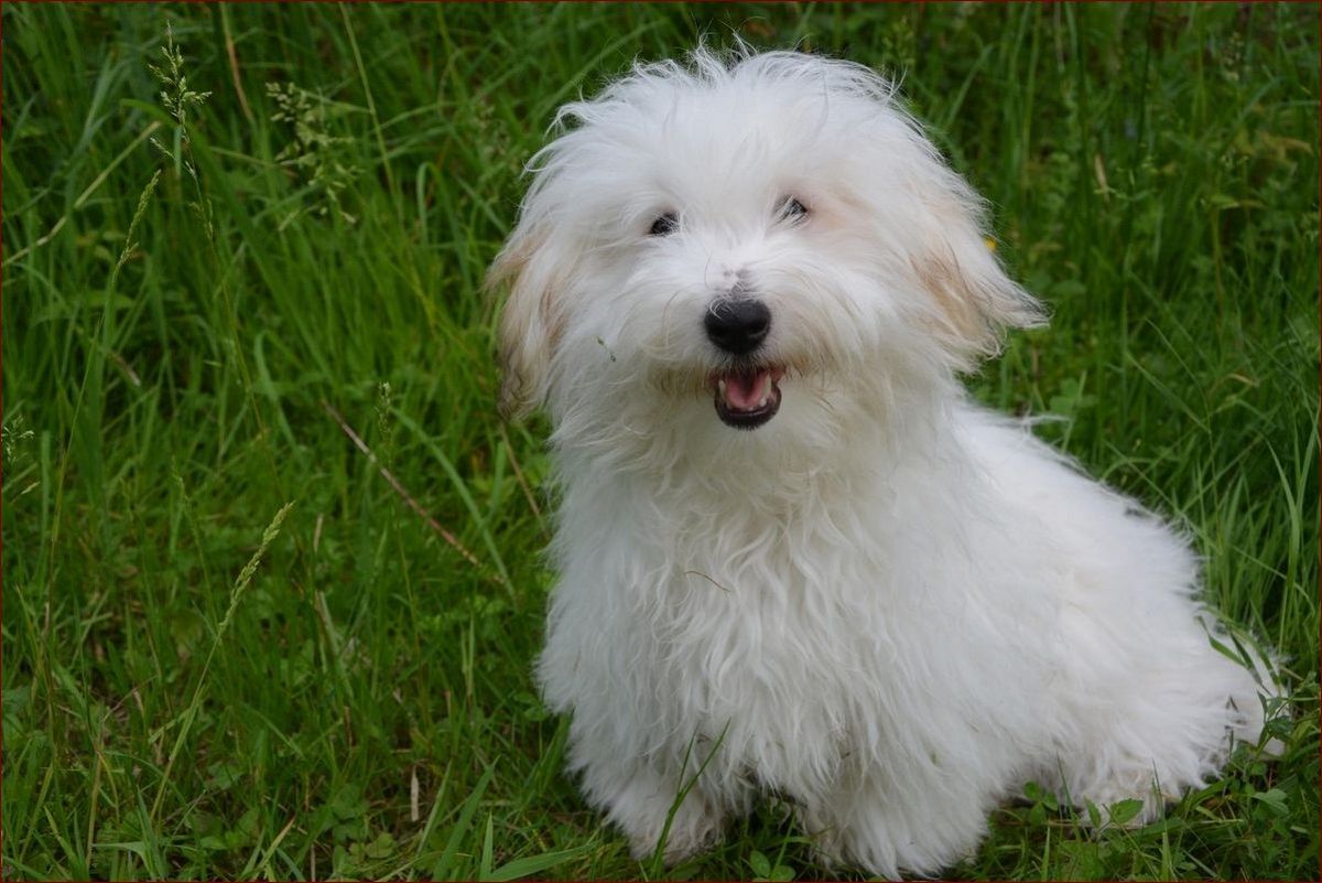 Coton de Tulear - Urzekająca Osobowość w Bawełnianej Sierści z Madagaskaru
