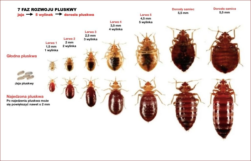 Cykl rozwojowy pluskwy - poznaj wszystkie etapy przeistoczenia tych owadów