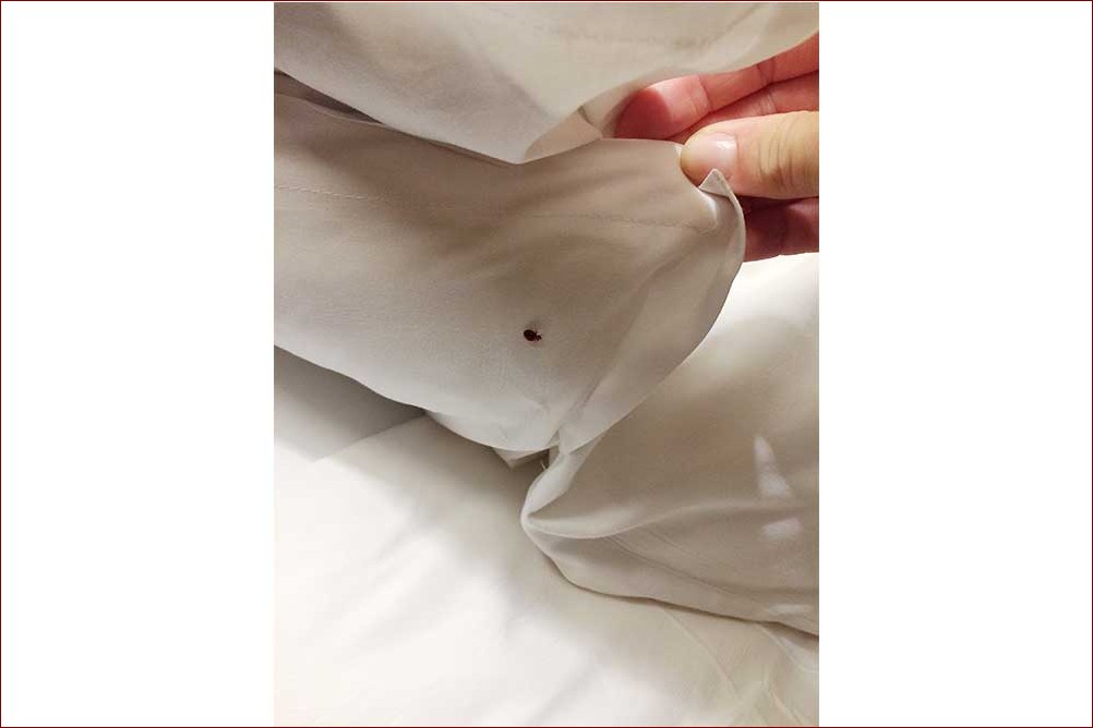 Czarne robaczki na kwiatach - jak je rozpoznać i skutecznie zwalczyć?