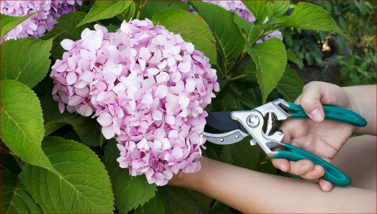 Czego nie lubi hortensja? Odkryj 7 czynników szkodliwych dla tych pięknych kwiatów