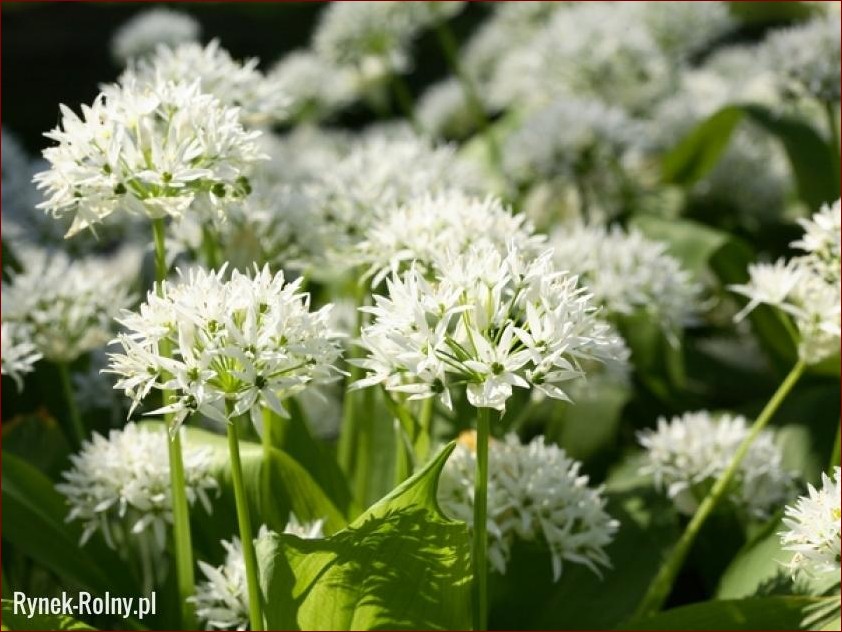 Czosnek niedźwiedzi w doniczkach - sztuka uprawy aromatycznej rośliny w domowym zaciszu