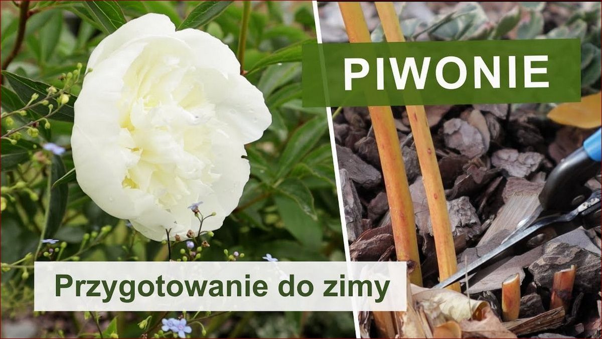 Czy ścinać piwonie na zimę? Poznaj niezbędne wskazówki dla zdrowia tych królewskich kwiatów