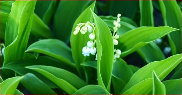 Czy konwalie są pod ochroną? Sprawdź, dlaczego te urokliwe kwiaty wymagają szczególnej troski!