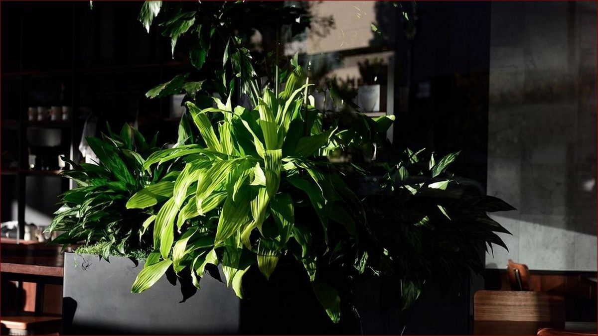 Czy lawenda jest trująca dla kota? Poznaj niebezpieczne skutki i dowiedz się jak bezpiecznie ją uprawiać