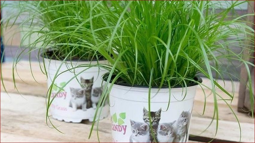 Czy paprotka jest trująca dla kota? Dowiedz się, co grozi Twojemu pupilowi!