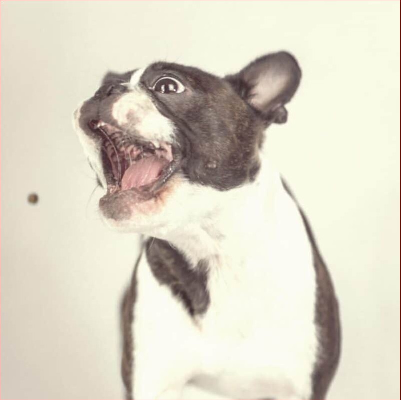 Czy pies może jeść chleb? Poznaj prawdę i dowiedz się, jak bezpiecznie podawać piesku ulubiony przysmak