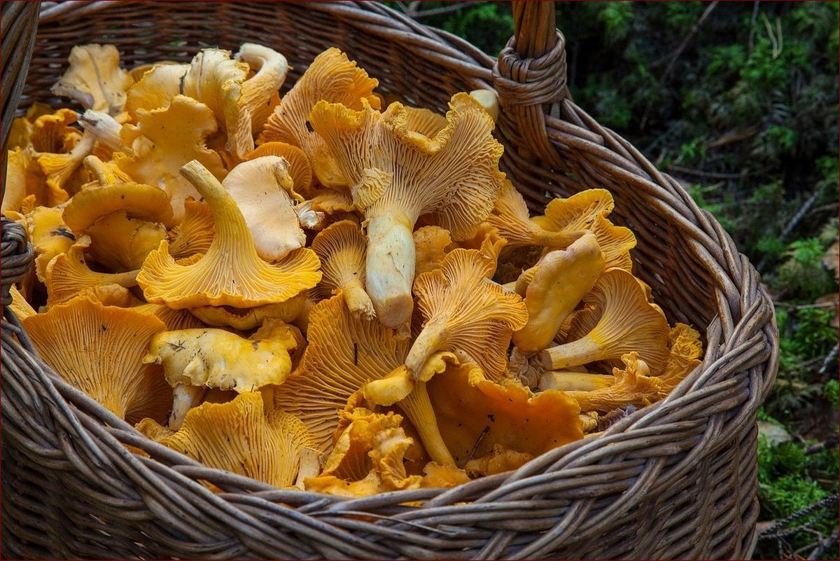 Czy pies może jeść grzyby? Odkryj prawdę o toksycznych i jadalnych gatunkach