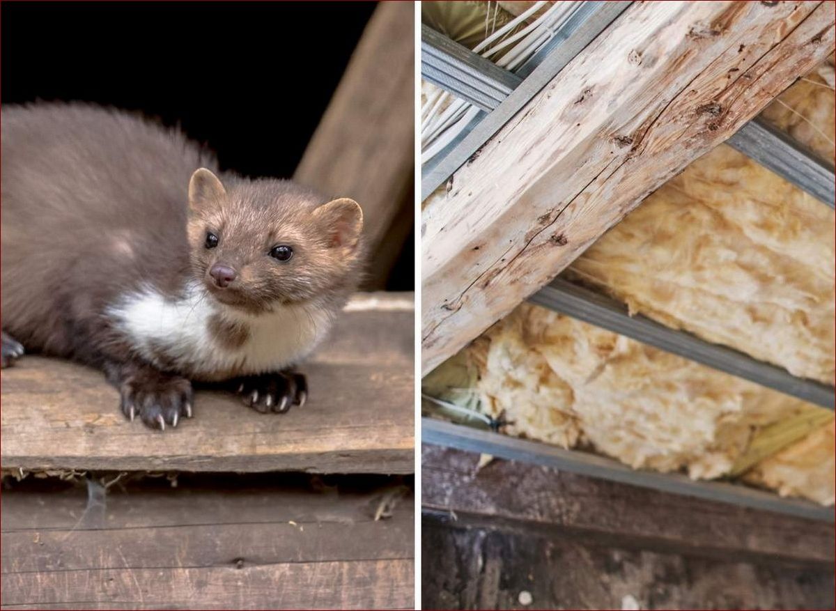 Czym odstraszyć kuny w samochodzie? 8 najskuteczniejszych sposobów na kuny!