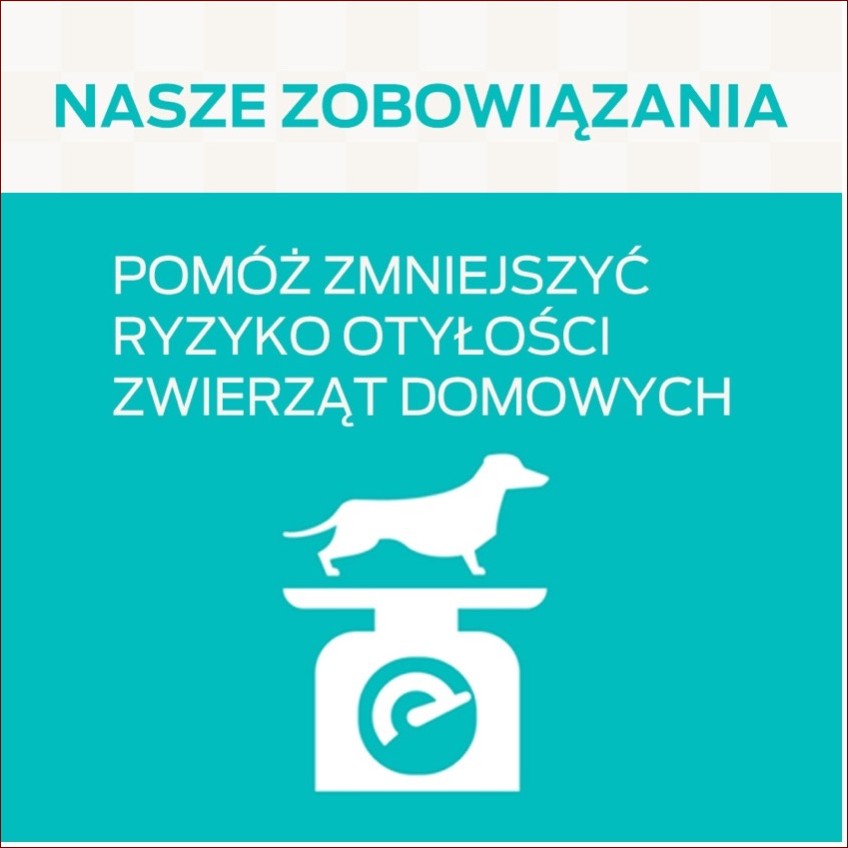 Czym odstraszyć psa? Poznaj humanitarne i skuteczne metody odpędzania czworonogów