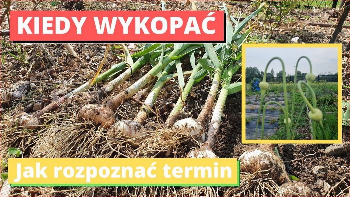 Czym podlewać czosnek? Odkryj proste sekrety doskonałego nawodnienia