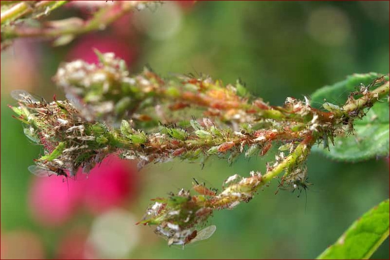 Czym pryskać koper na mszyce? Skuteczne naturalne i chemiczne środki