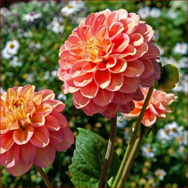 Dalia kiedy kwitnie – poznaj sekrety obfitego kwitnienia tych królewskich kwiatów