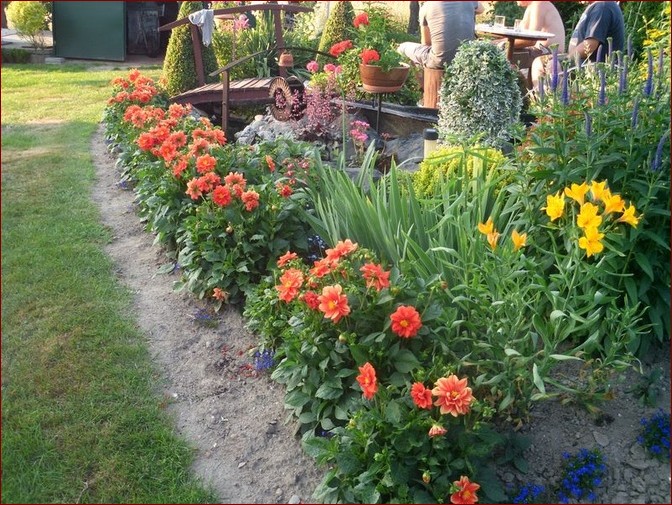 Dalie niskie wieloletnie - odkryj piękno trwałych kwiatów ogrodowych