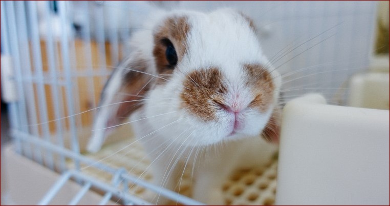 Dlaczego królik gryzie klatke? 5 powodów i jak temu zaradzić