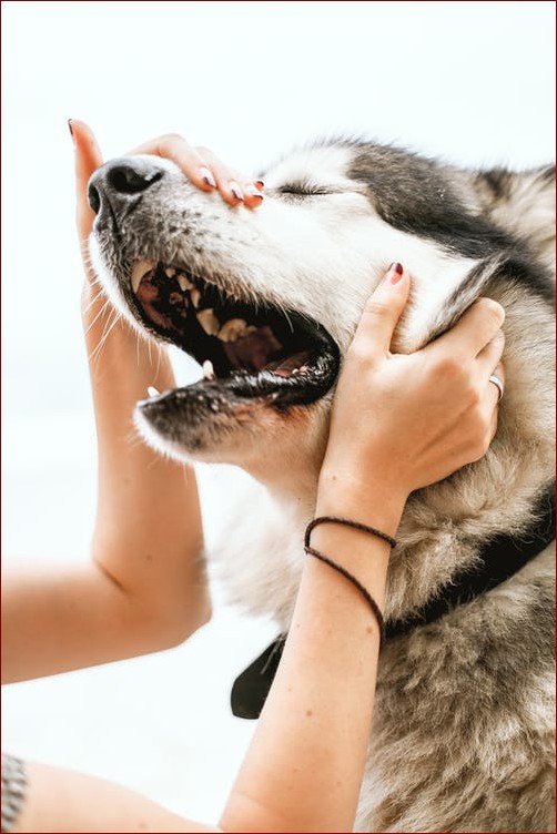 Dlaczego pies wyje? Poznaj 7 powodów i dowiedz się, jak sobie z tym radzić