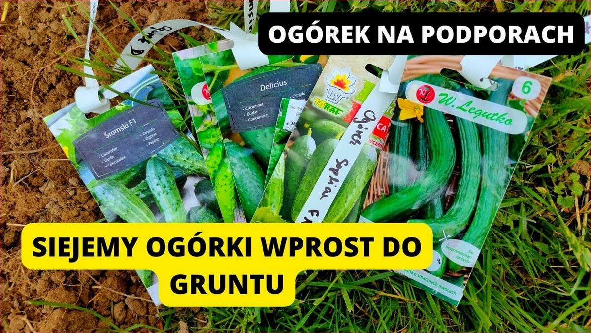 Do kiedy można siać ogórki? Odkryj tajemnicę idealnego terminu siewu!