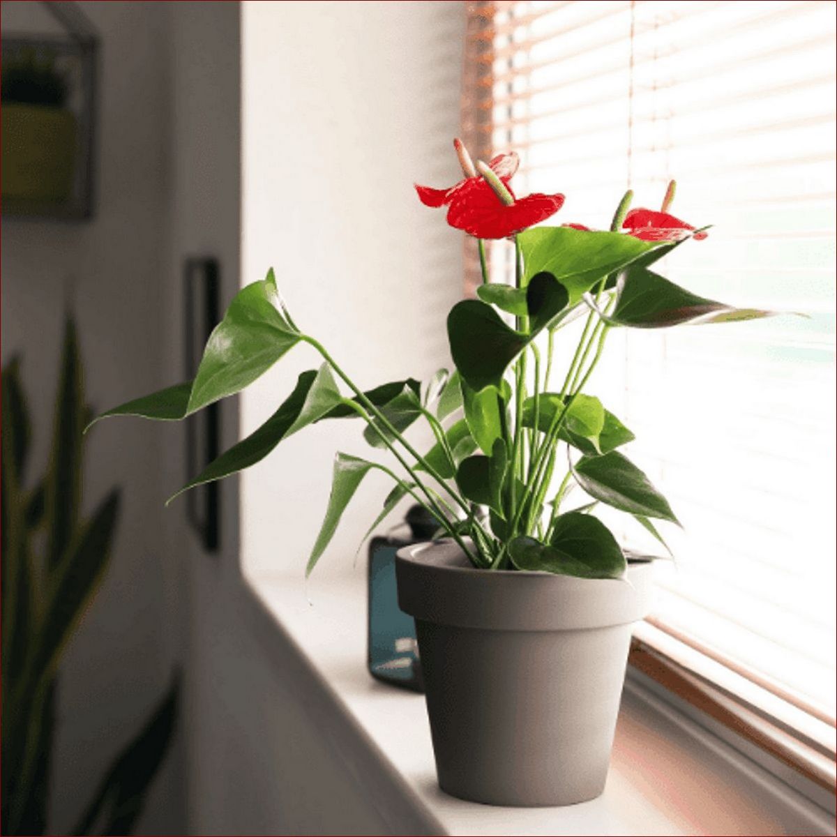 Domowy nawóz do anturium: Sekret bujnych, tropikalnych kwiatów w Twoim domu