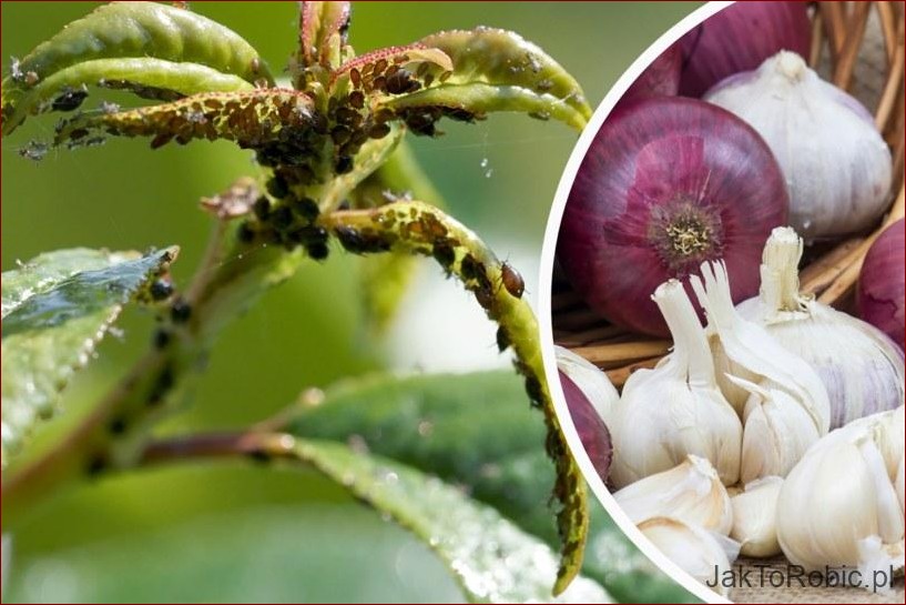 Domowy sposób na mszyce - 10 naturalnych metod, które uratują Twoje rośliny