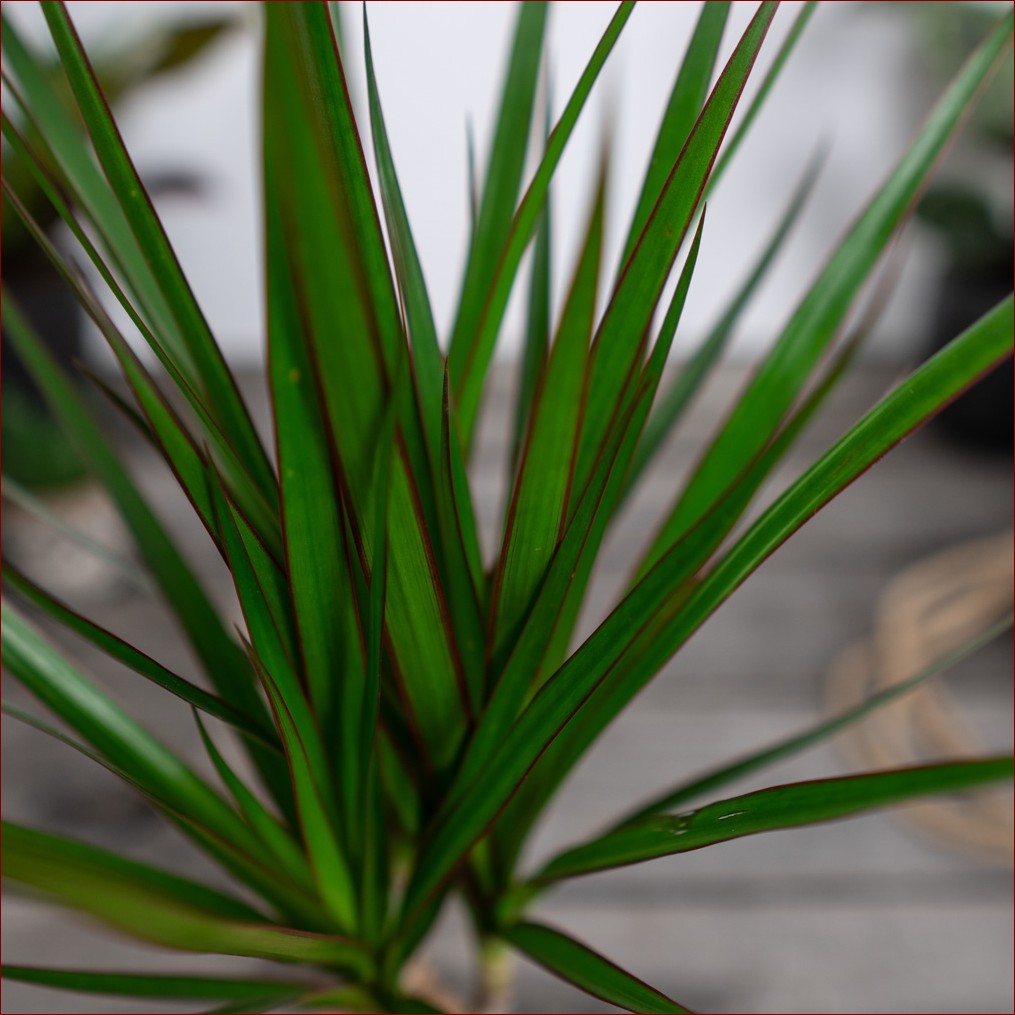 Dracena marginata: podlewanie w 7 krokach dla zdrowych i pięknych roślin