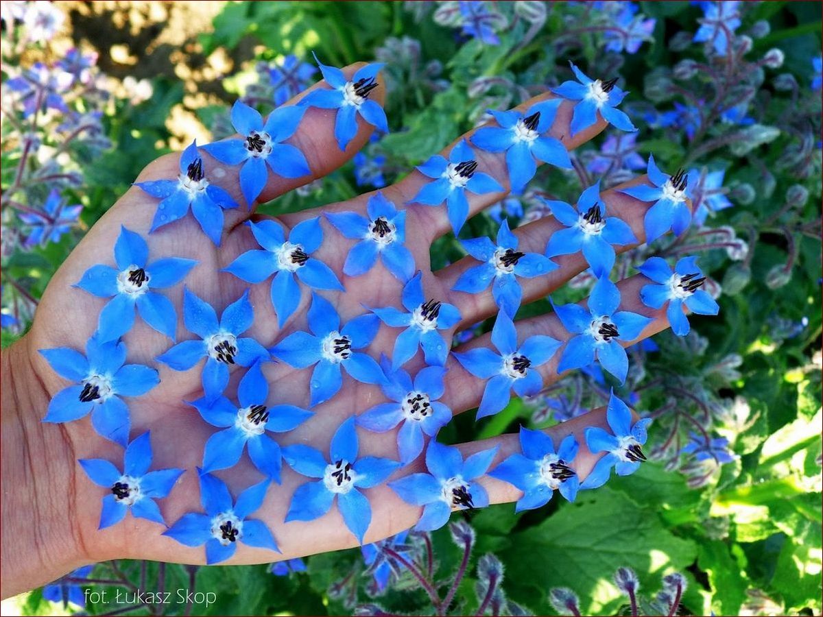 Drobne niebieskie kwiaty doniczkowe - przewodnik: gatunki, pielęgnacja i dekoracje