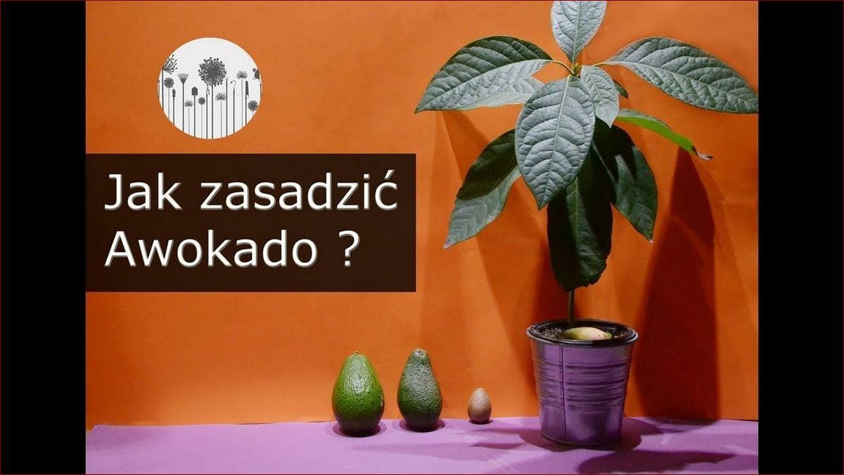 Drzewko awokado z pestki: Twój zielony cud na parapecie!
